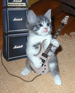 Gitarcı kedi