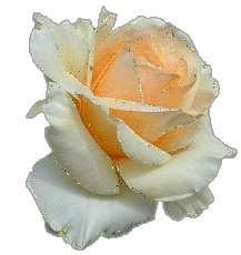 Rose jaune