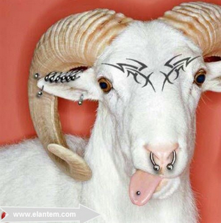 خروف العيد 3
