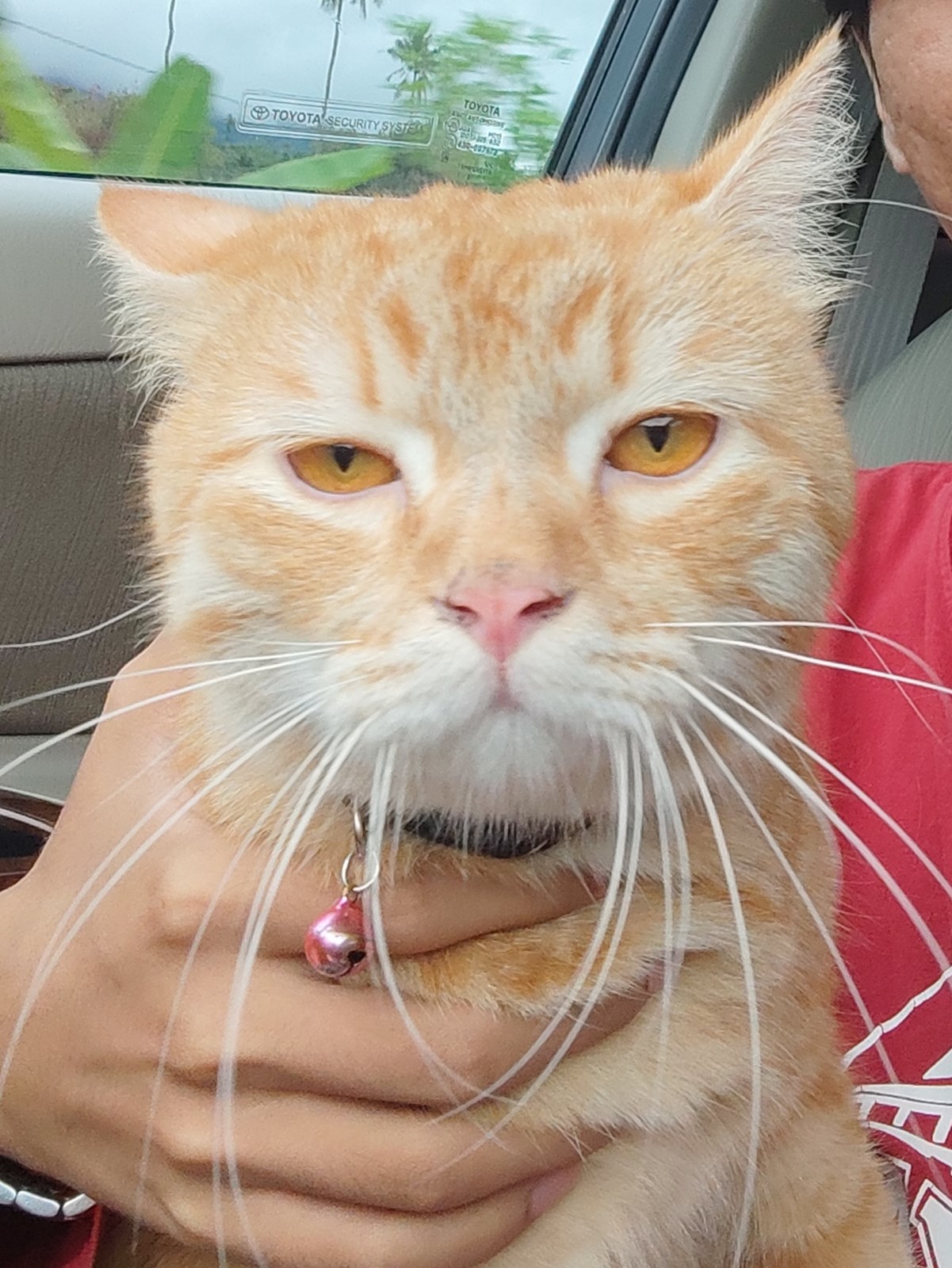 Apakah Anda Suka Kucing?