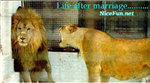 After Marriage Your Life
