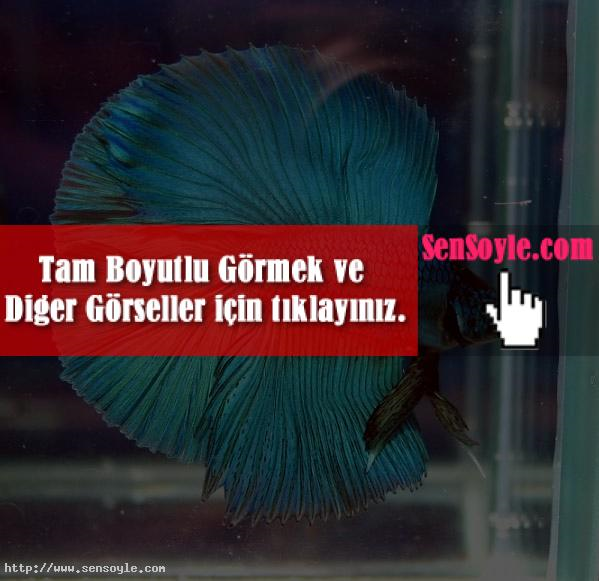 Sana Hangi Balık Laik