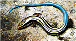 Reptiles And Aphibians