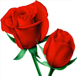 Le Distributeur De Roses 