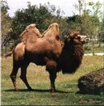 Çam Sakızı (Dikkat Yapışır:P)