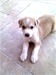 Noah