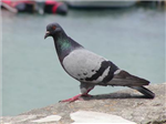Flip The Birds