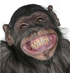 Location De Bonobo