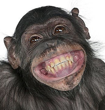 location de Bonobo