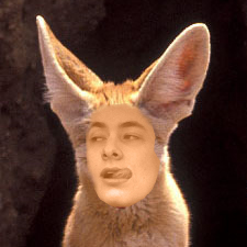Es-Tu Un Vrai Fennec?