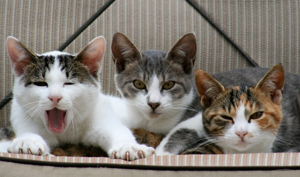 Que Raça De Gato Você Seria?