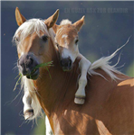 Horse  Send.
