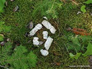 white poopy