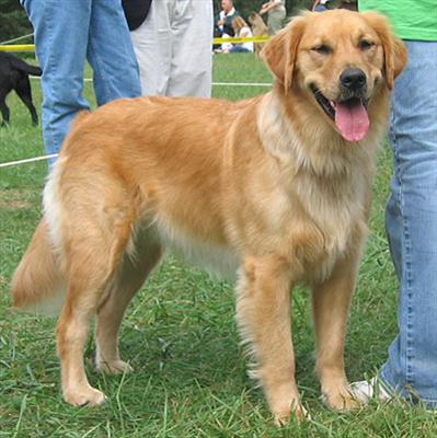 Bu Gün Kedi Misin? Köpek Mi?