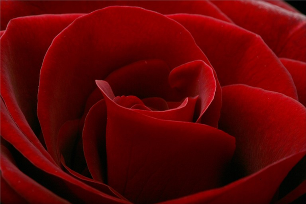 Red Rose