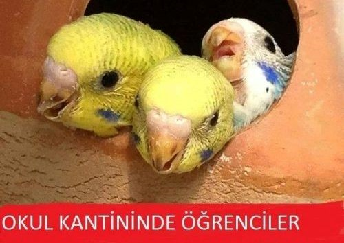 Karakterin Nasıl Biri