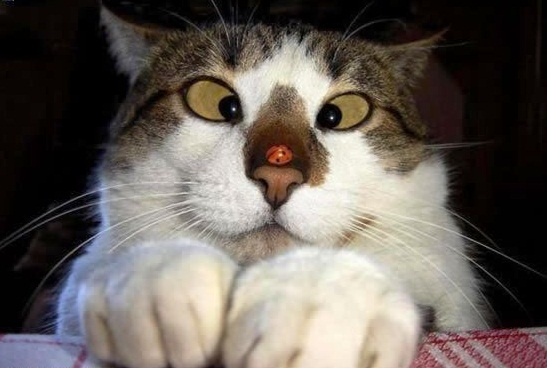 Bir Kedi Olsan Nasıl Görünürdün 