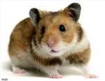 Hamster