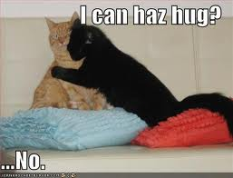 cat hug