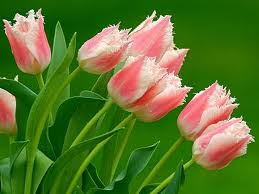 GOOD NİGHT