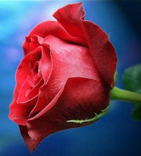 rose