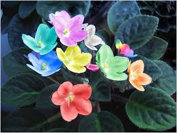 have anice day