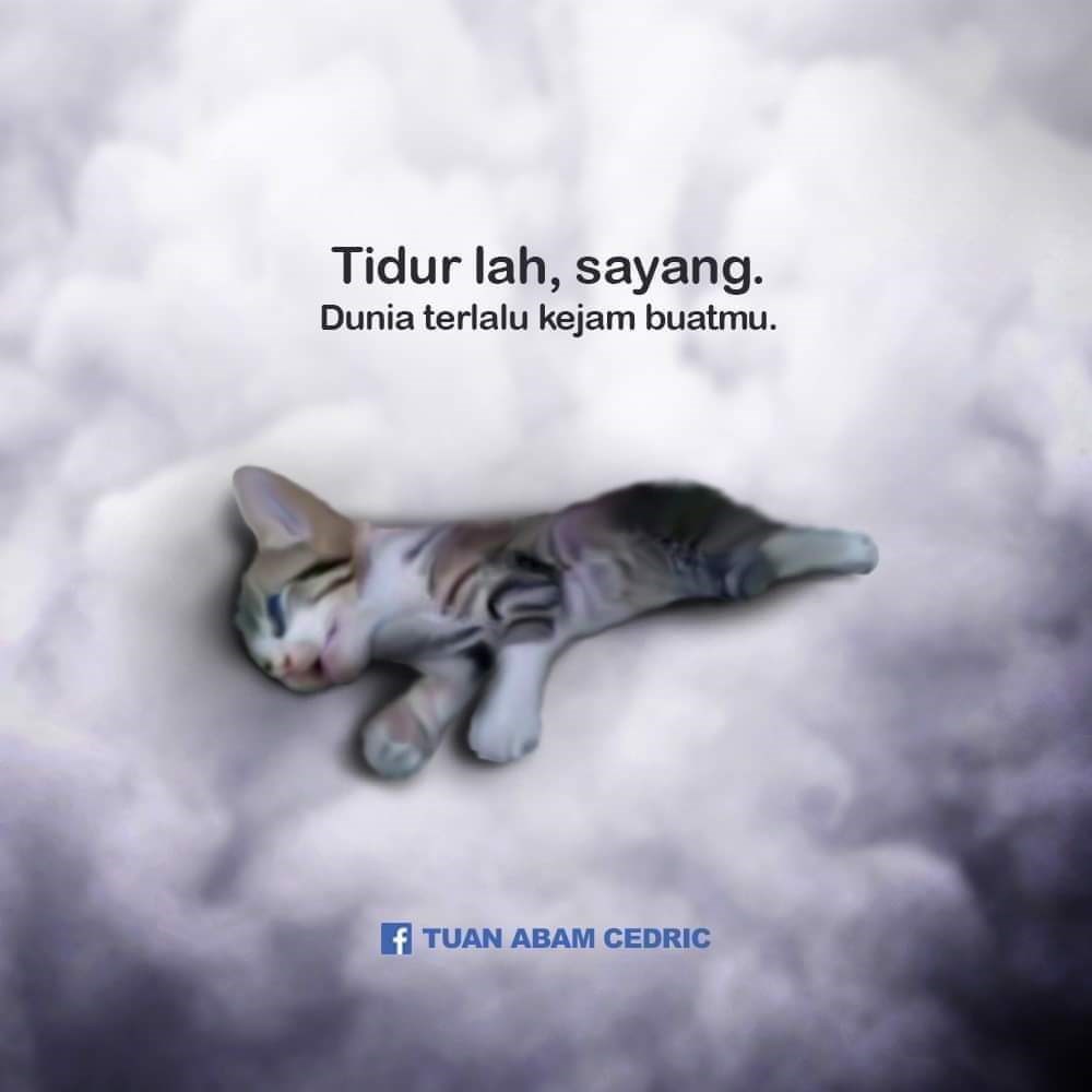 Sayang   Kucing  Seberapa Sayang Kamu Sama Kucing