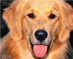 Dog Gift