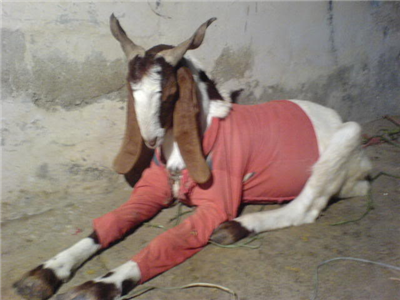 Bakra