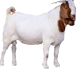Bakra
