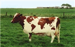 Farmvile Dermişim