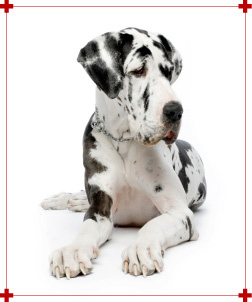 Sondages Animaux Anima-Plus