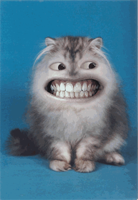 Kucing