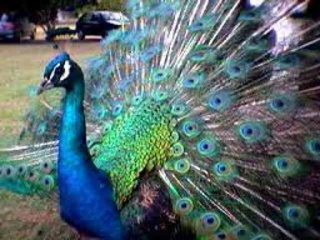 Que Animal Eres?