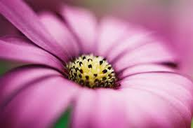 Flower 2