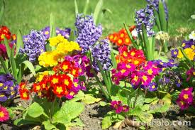 Flower 3