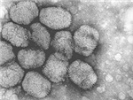 Regala Un Virus De Pc