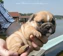 Puppy For You