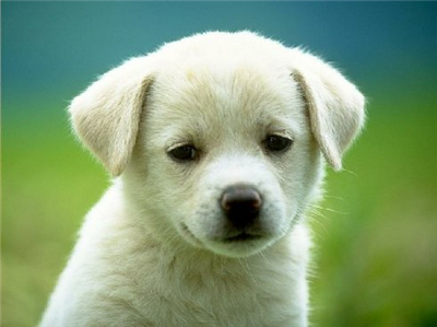 A puppy
