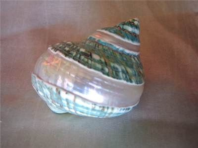 Sea shell