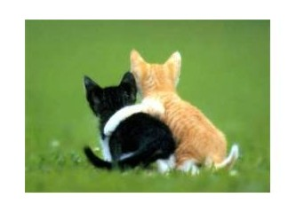 İyi  Bir Dost Musun ?