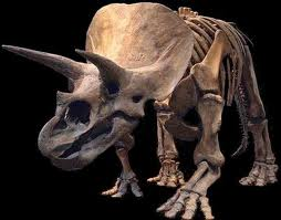 Triceratops Skeleton