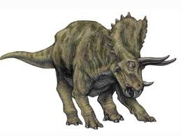 Triceratops
