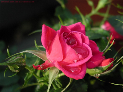 A rose