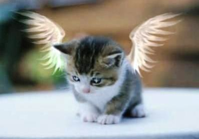 Độ Evil Của Bạn >:]