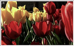 Tulip