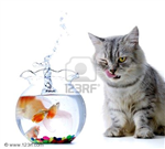 Sevimli Kedi 