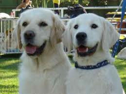 Köpek