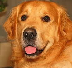 Köpek
