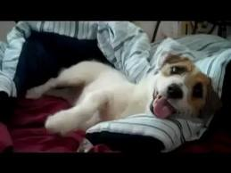 Köpek